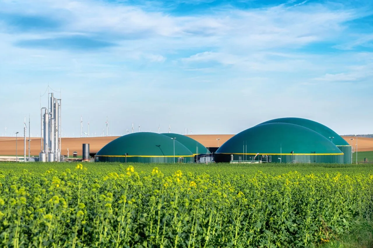 Biomasse: Biogasanlagen hinter einem Rapsfeld